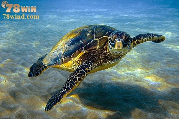 Mơ thấy rùa bơi dưới nước sẽ gặp nhiêu may mắn