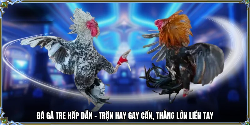 đá gà tre 78win me